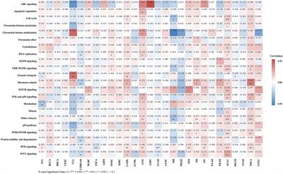 REV1: A novel biomarker and potential therapeutic target for various cancers